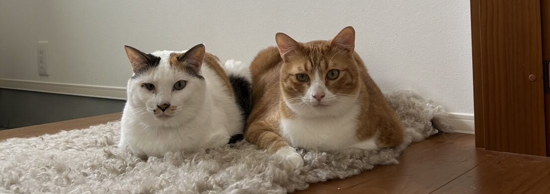 猫